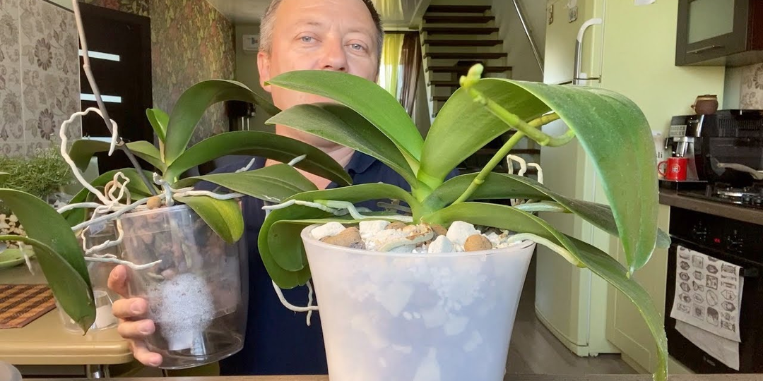 Удобрение орхидей осенью и зимой: можно ли подкармливать цветущие растения