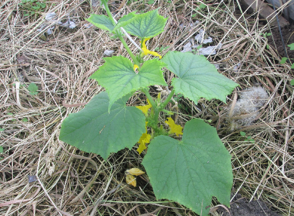 А это наш огурец в парнике растет, ждем перый огурец, он, обычно, самый вкусный!