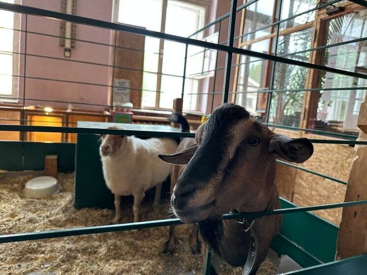     Овца, коза или свинья были источниками благосостояния. Фото: Архив МК в Великом Новгороде