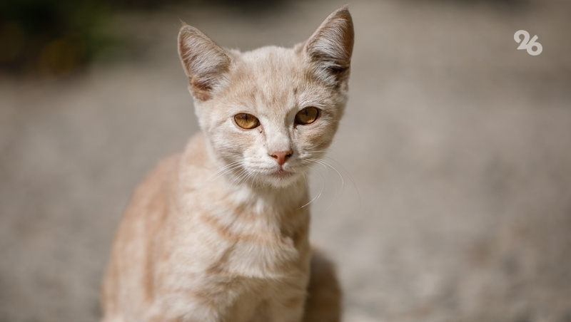      Фото: Дмитрий Ахмадуллин / / ИА «Победа26»