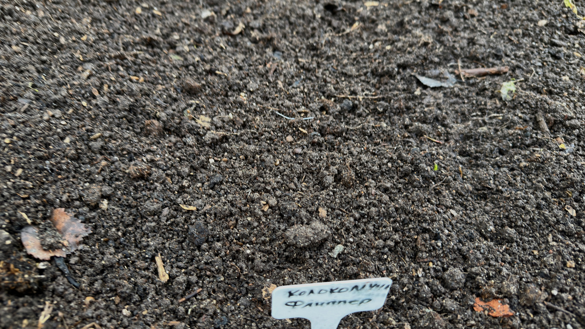 Неброская эстетика посева.