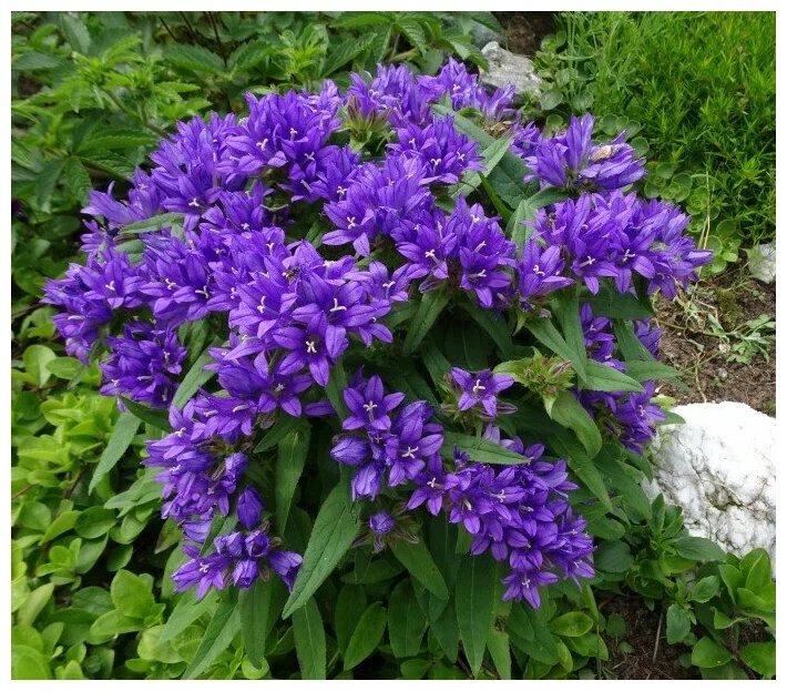 С https://avatars.mds.yandex.net.