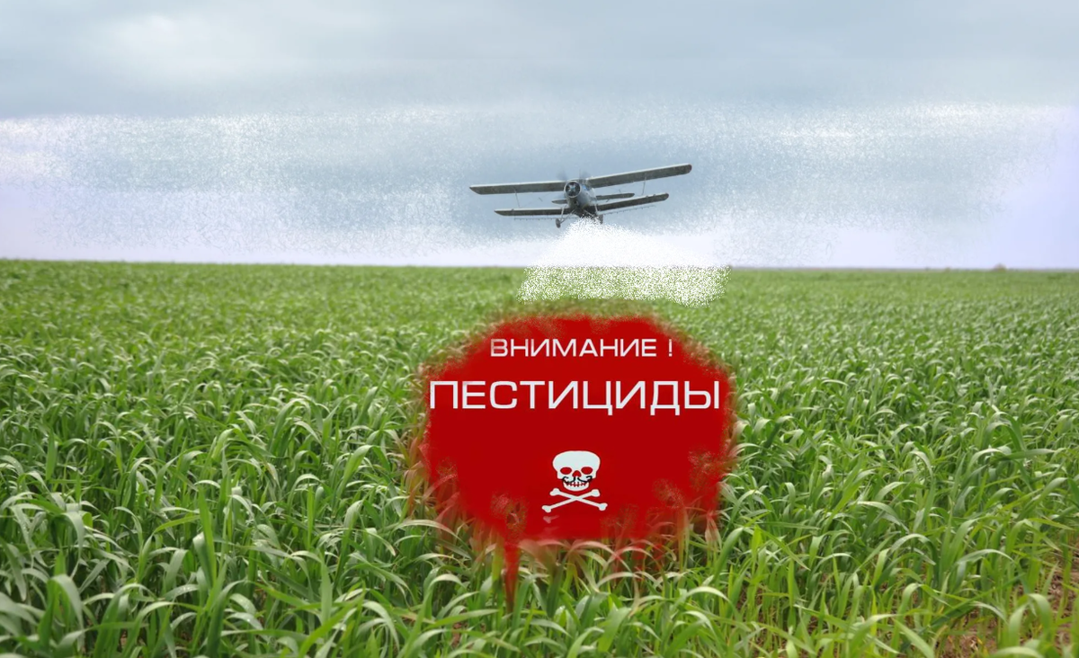 «Эти растения привлекают пчёл, божьих коровок и других помощников, которые увеличивают урожай и уменьшают количество вредителей. И всё это — без химии.»