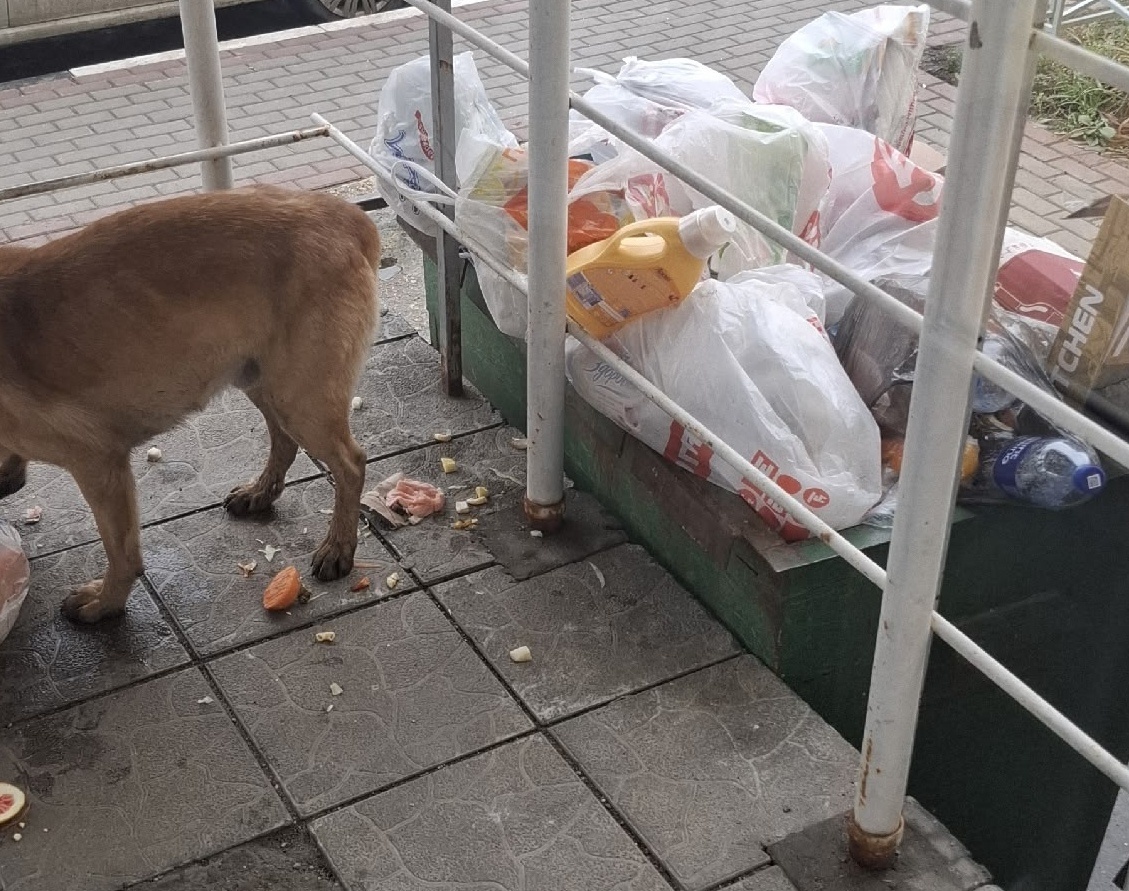 Фото из чата дома.