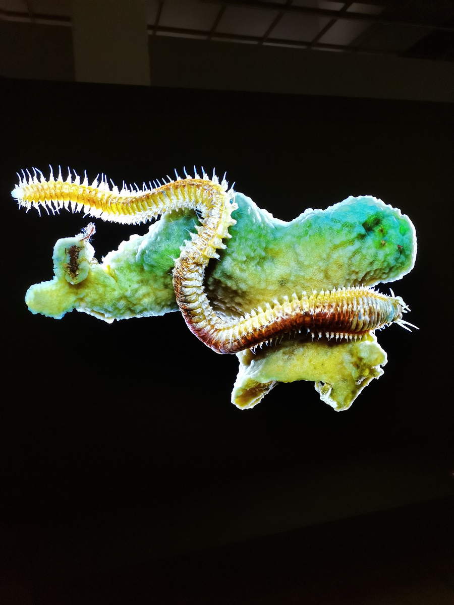 Паразиты это те, кто нас ест! Но мы тоже едим! Кого мы едим как паразиты? Вопрос простой! Ответ тоже! Когда догадается большинство, то Земля расцветёт невообразимо!