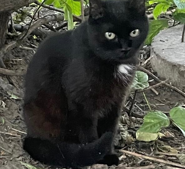 🆘СРОЧНО! Кошечку Марусю выгнали из родного подвала, в котором родилась😿😪