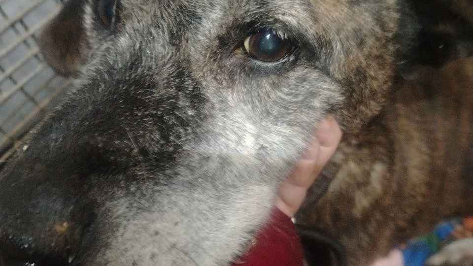 Мильда 🙏❤️ Крик души о помощи..