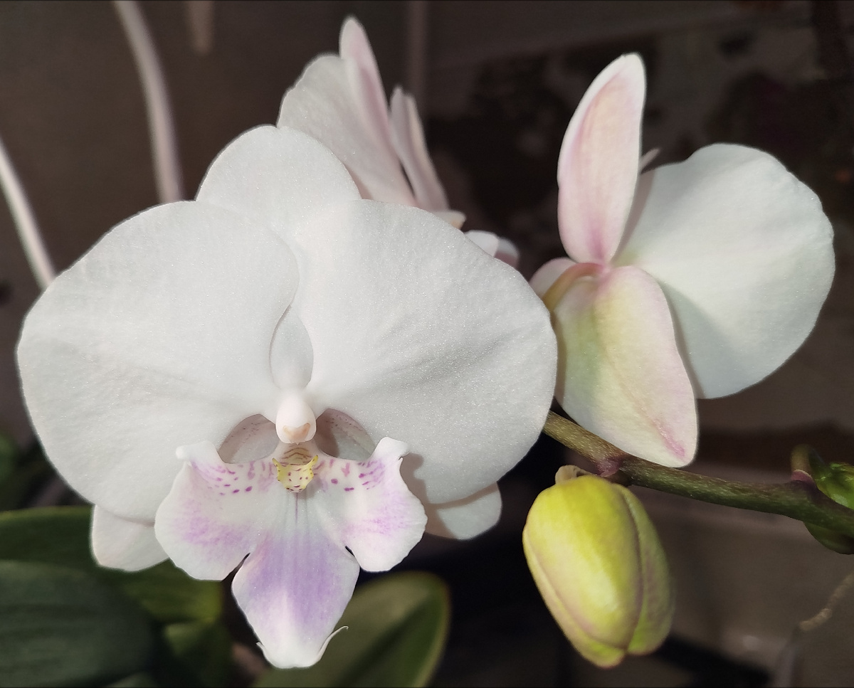 Фото орхидея фаленопсис Априллион