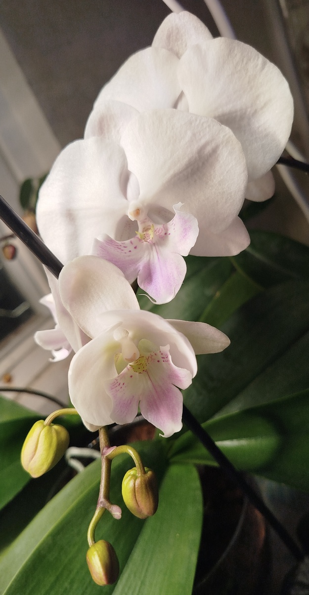 Орхидея фаленопсис Априллион 20.12.25