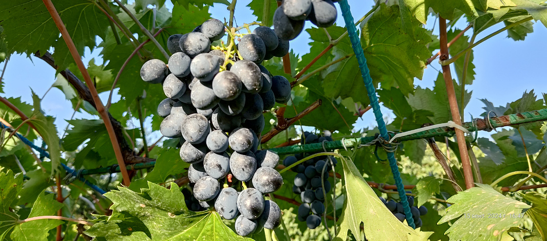 Вино из винограда Молдова. Снятие с третьего осадка и проба.