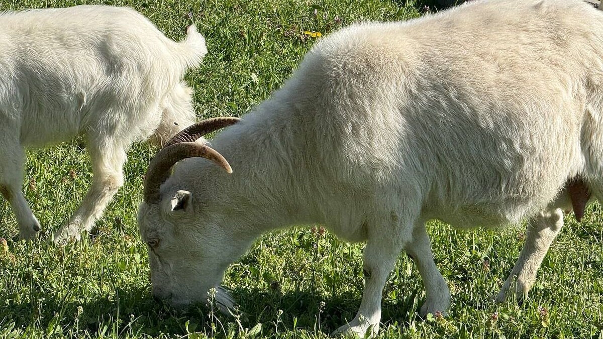    Фото: телеканал «Краснодар»