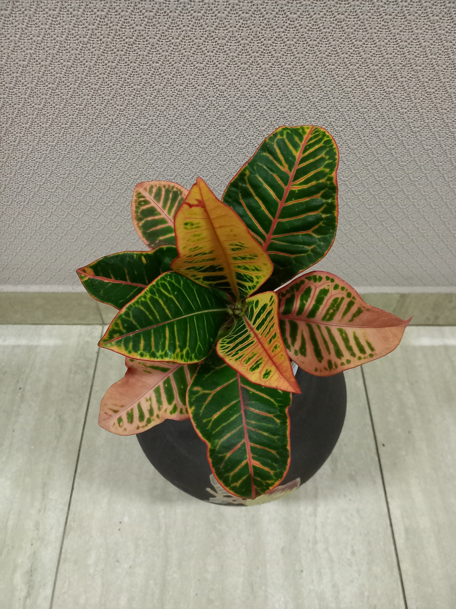 Уход за кротоном в декабре 2025: золотые правила полива зимой 