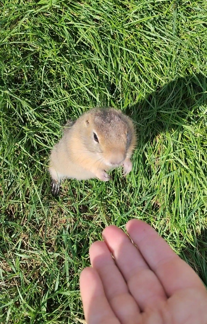 Суслик подошёл посмотреть, нет ли чего-нибудь у меня вкусненького