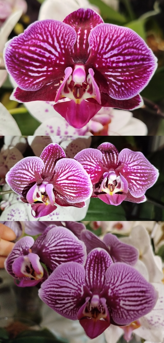 Первое распустившееся домашнее цветение  фото сверху вниз 17.05.25, 27.05.2015, 29.05.2025.