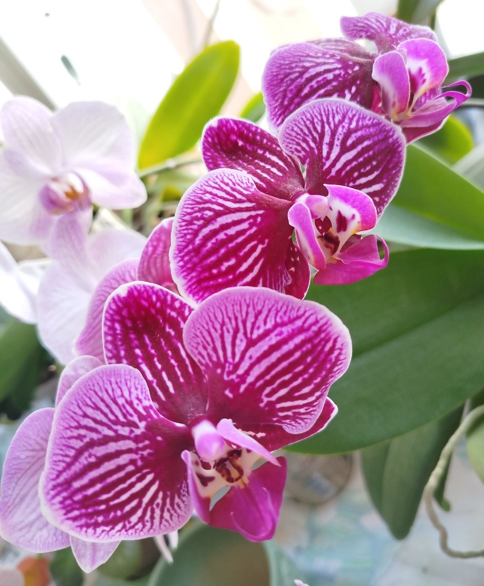 Первое распустившееся домашнее цветение 4 мая 2025