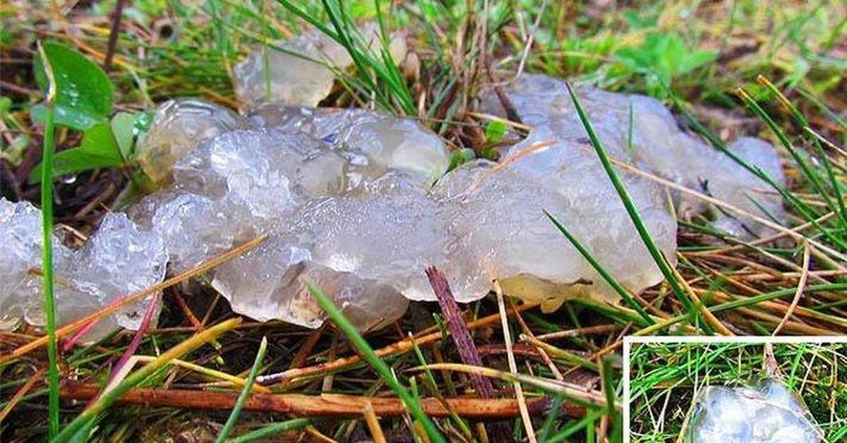 Желе. Источник: photopriroda.wordpress.com.