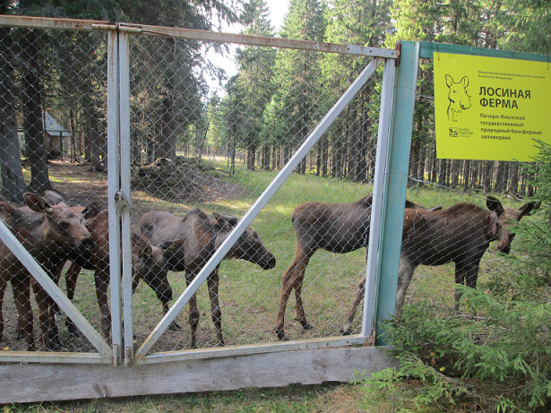 Эти на дорогу не убегут