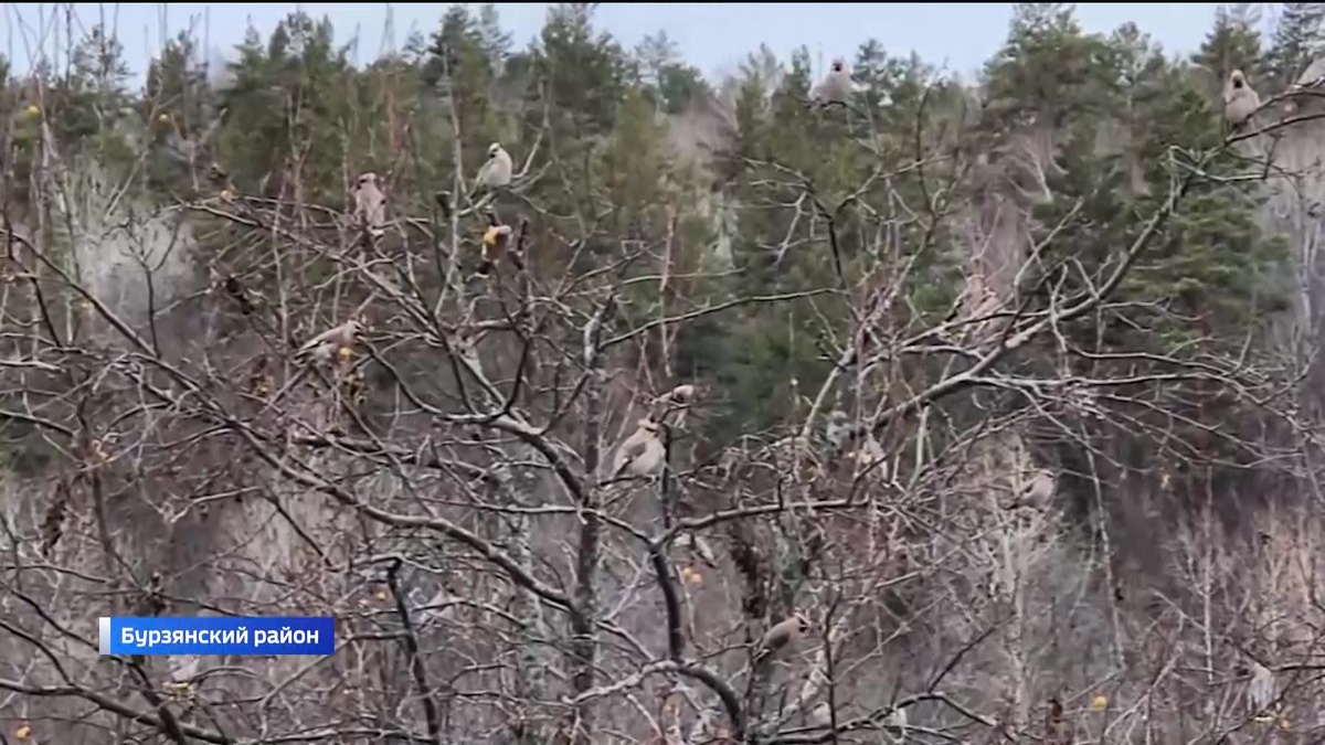    В деревне Иргизлы Бурзянского района Башкортостана появились свиристели