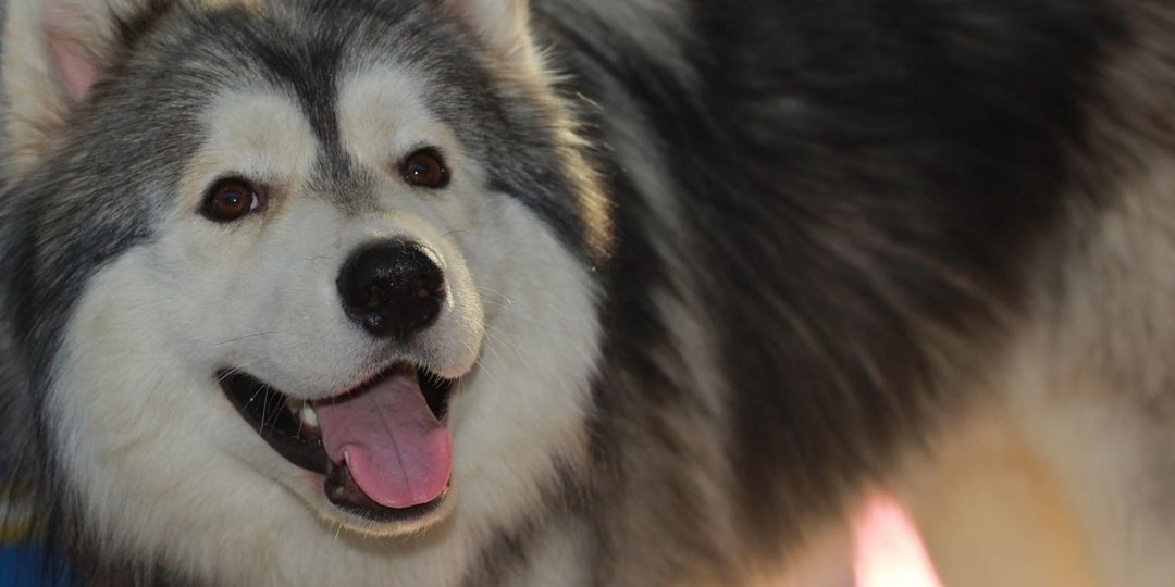 "Новые правила приводят к возникновению конфликтов между собачниками и не собачниками"
