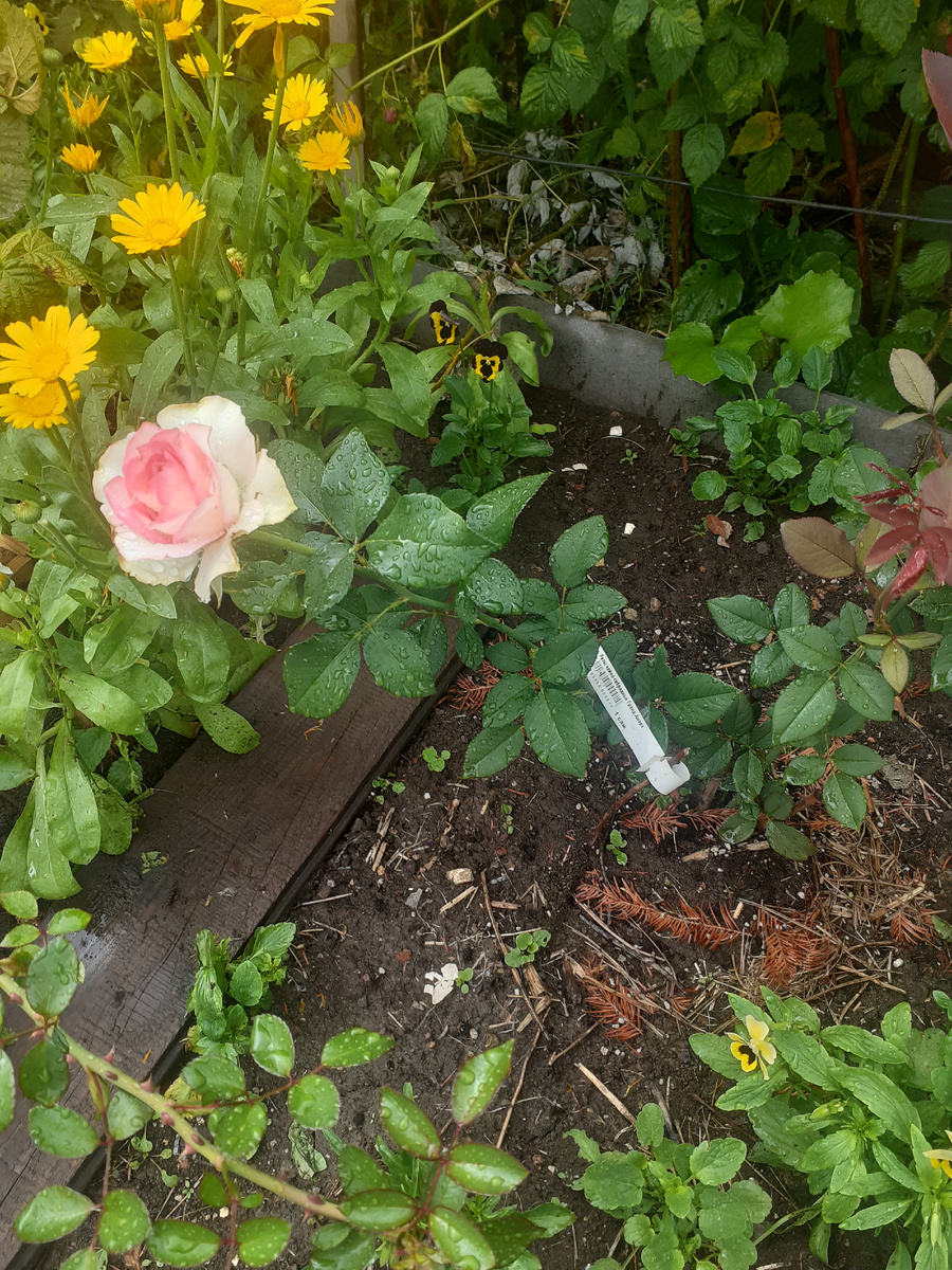  Абрахам Дерби -( Д.ОСТИН),первогодка