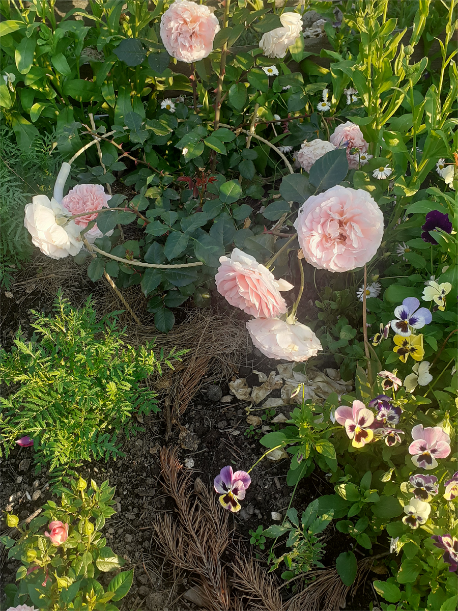 РОЗА АБРАХАМ ДЕРБИ.ВТОРОЙ ГОД.