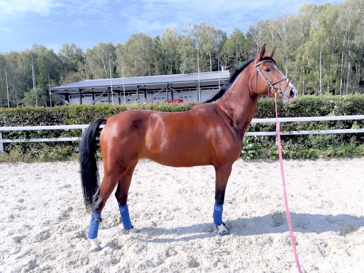 Работа на корде: бинты от Caramella Equestrian