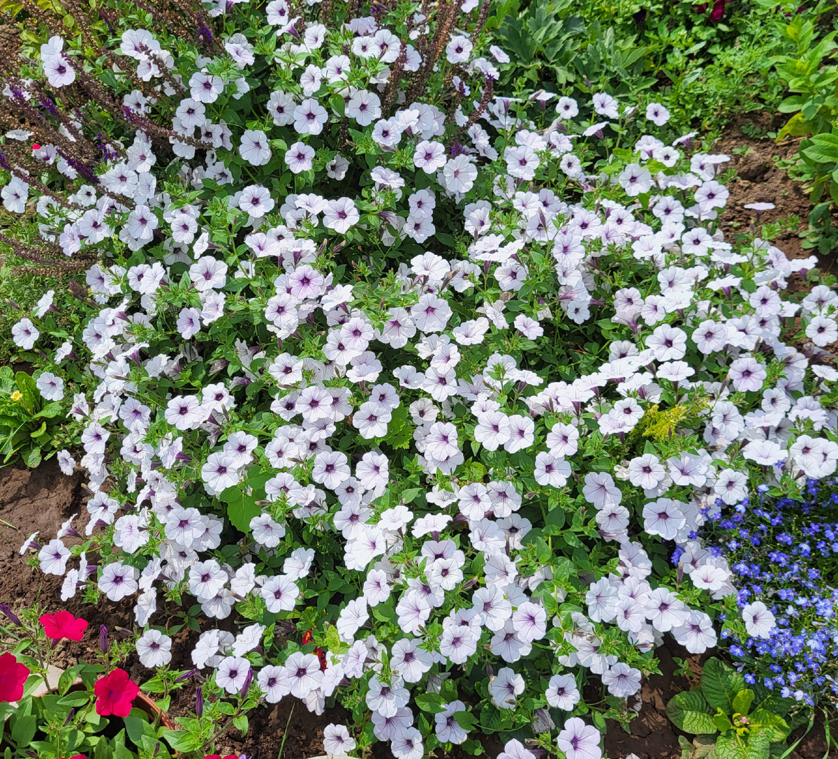 На фото петуния Тайдал Вейв Сильвер, один саженец, середина лета. К концу сезона куст разросся до  2х метров в ширину. Фото из домашнего архива 2025г.