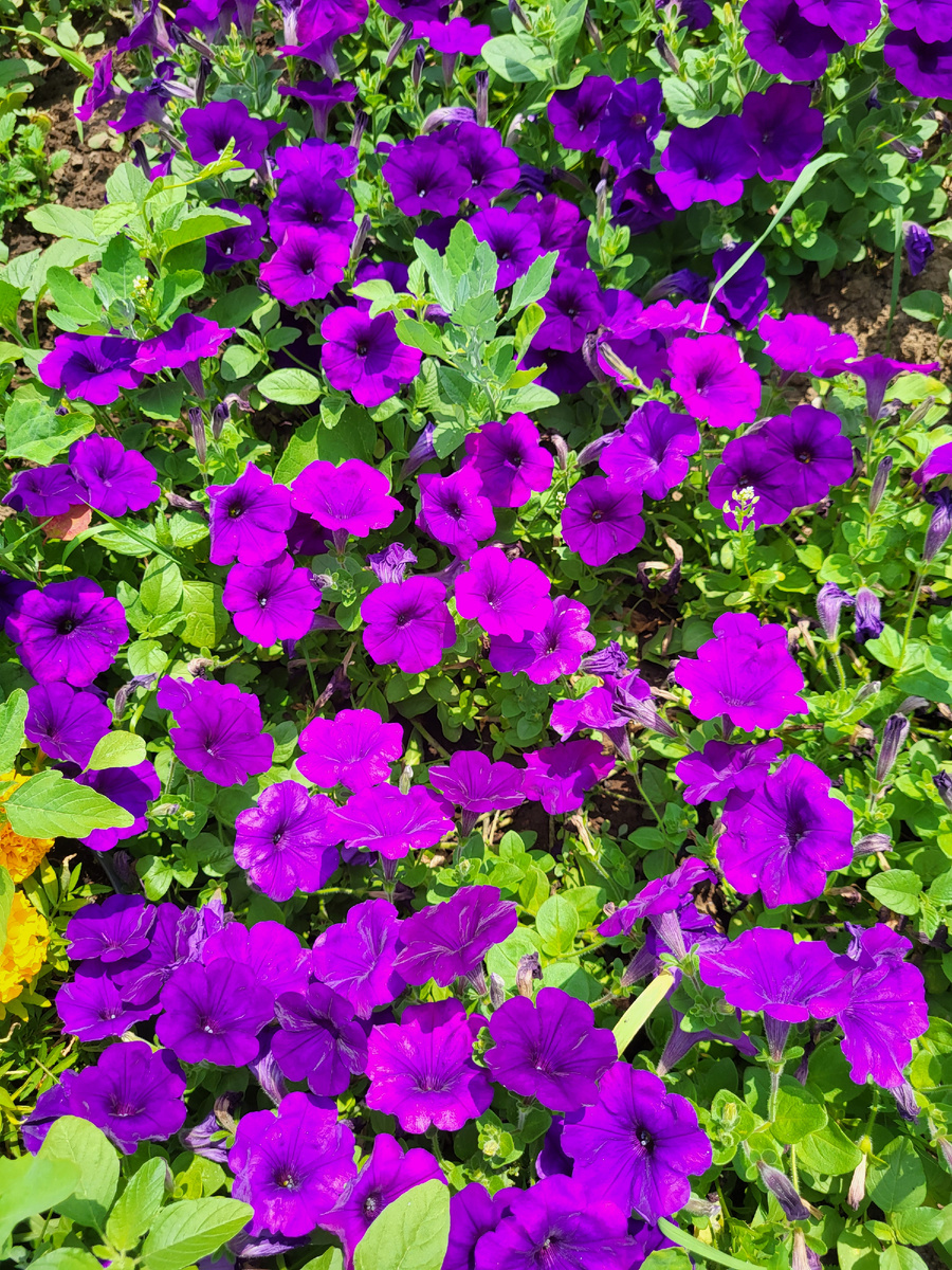 Петуния Опера синяя. Фото из домашнего архива 2025г.