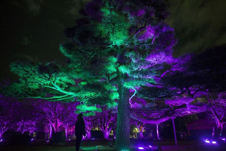 Биолюминесцентные деревья Дубай