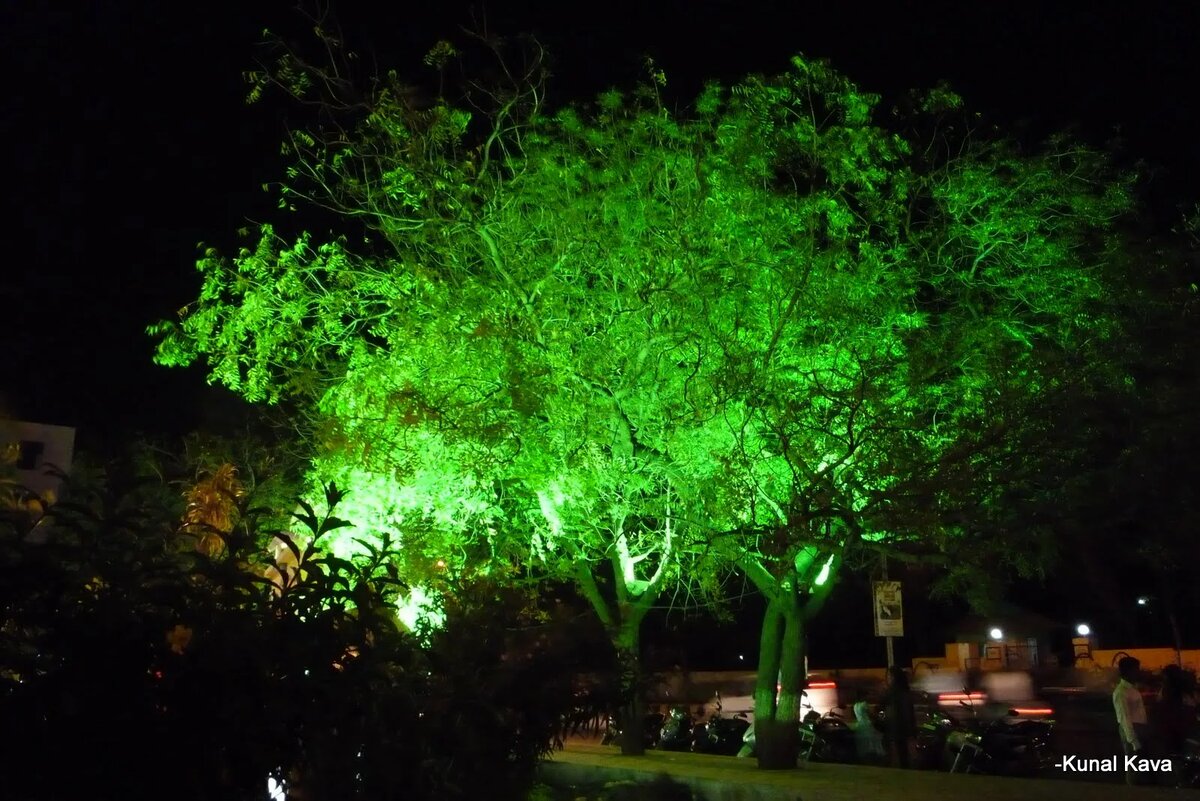 Биолюминесцентные деревья Дубай