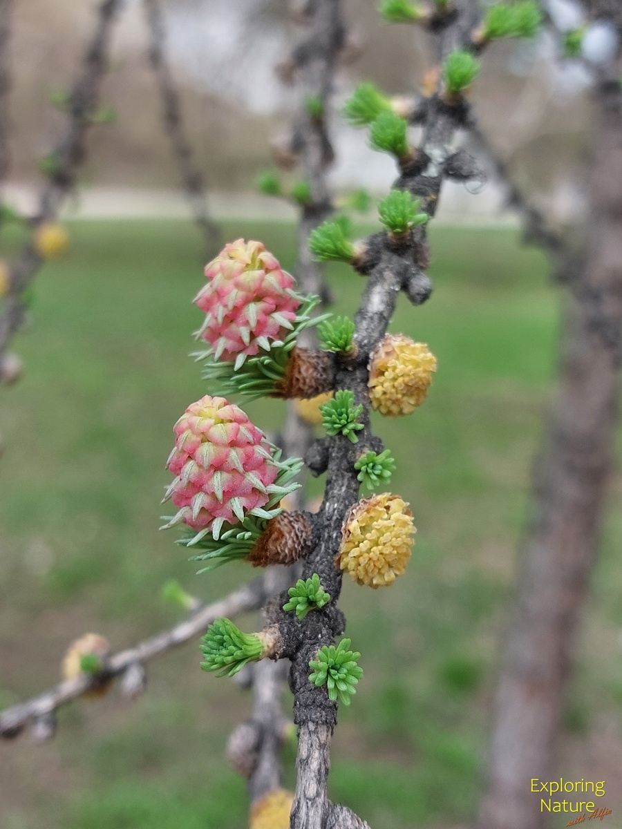 Две мегастробилы (розового цвета) и две микростробилы (желтого цвета) на ветви лиственницы, 18.04.2025, Казань