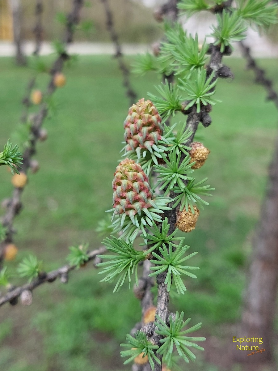 За каких-то 4 дня мегастробилы утратили свою яркую розовую окраску, антоцианы больше не синтезируются, но хлорофилла, наоборот, становится больше, фотосинтез продолжается, 21.04.2025, Казань