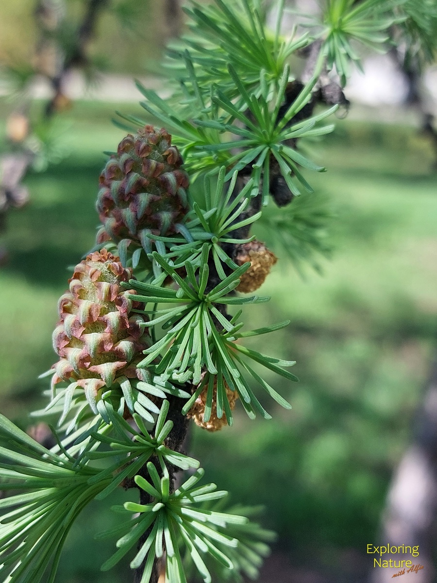 Еще три дня прошло, шишечки подросли, хвоя удлинилась, микростобилы медленно отмирают, 24.04.2025, Казань
