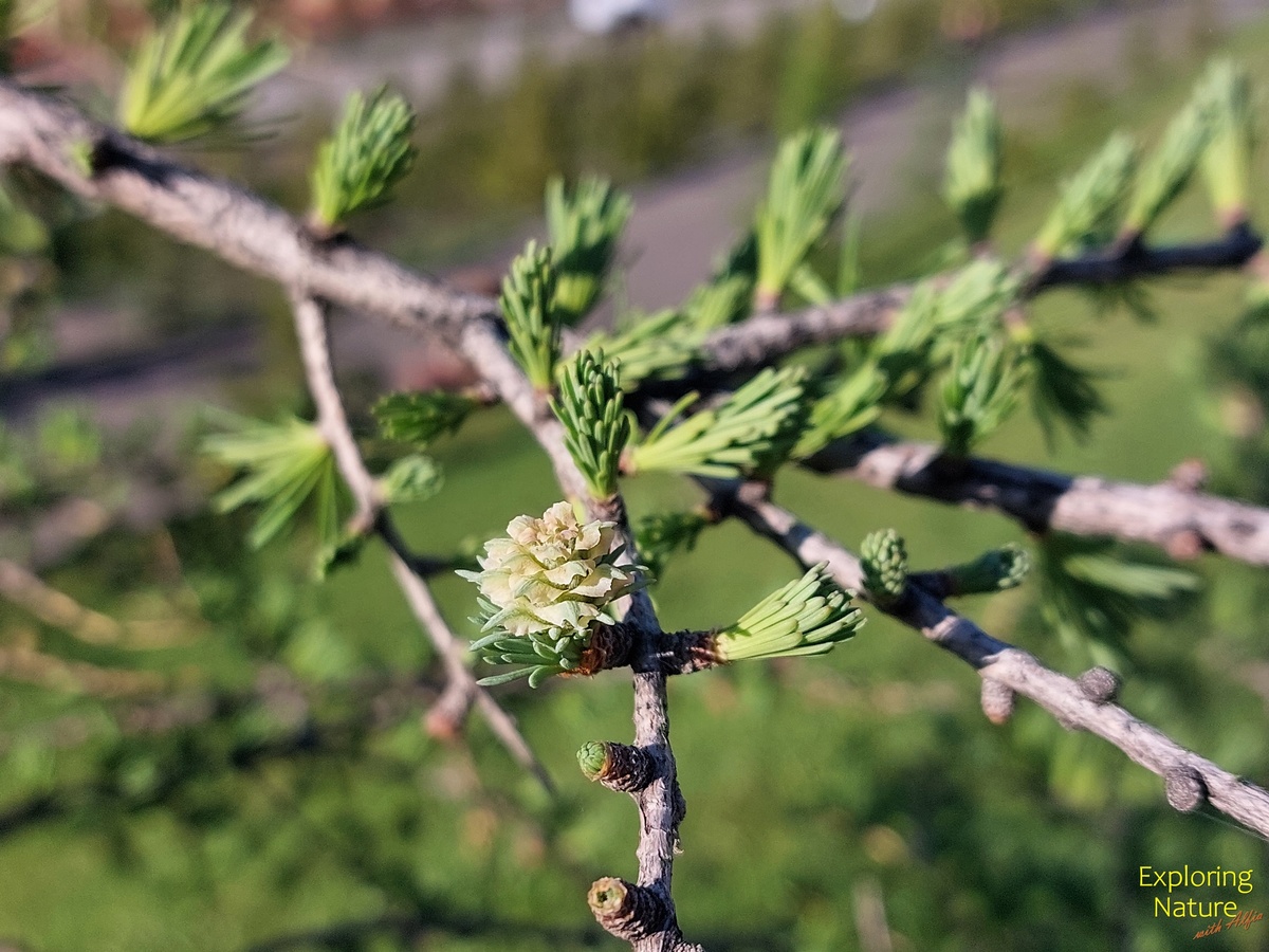 Молодая шишечка, мегастробил в своем нежнейшем возрасте, скоро начнет розоветь, 29.04.2024, Казань