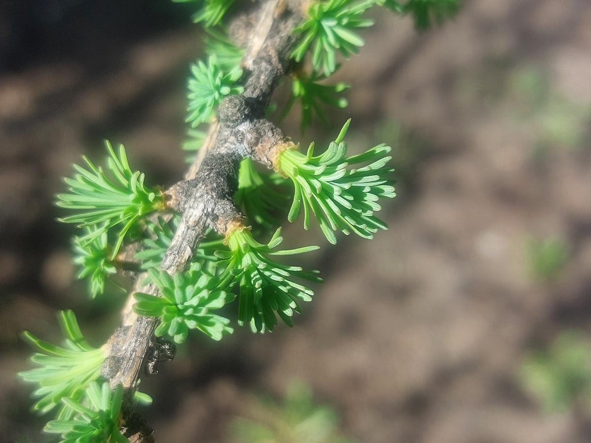 Молодая мягкая сочно-зеленая хвоя лиственницы, 23.04.2024, Казань