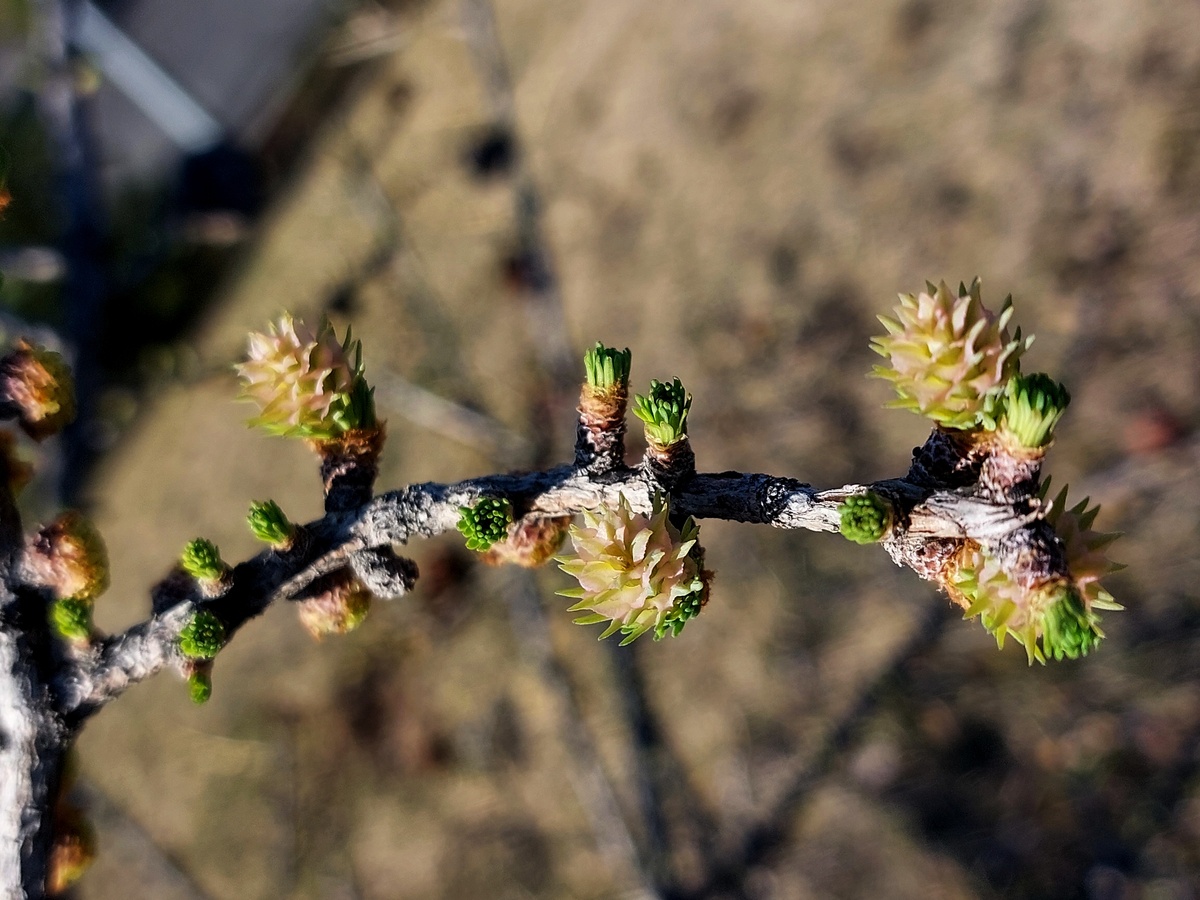 Эта фотография другого года, здесь мегастробилы уже начали розоветь, а вегетативные почки только начали раскрываться. 15.04.2025, Казань 