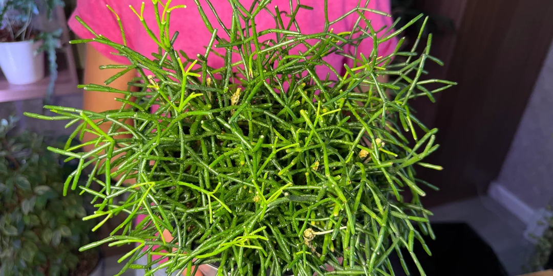 9 комнатных растений, которые заменили старичков: новые «диковинки» с большими проблемами