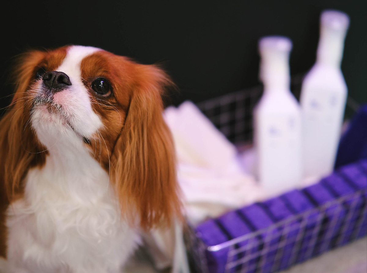 Камилла — рыжий кавалер кинг чарльз спаниель