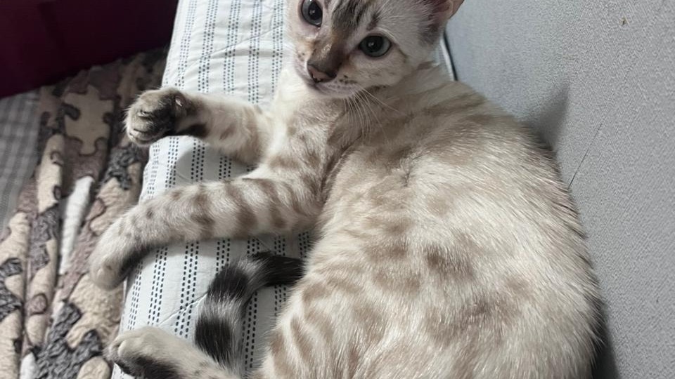 БЕНГАЛЬСКОЙ ДЕВОЧКЕ СНОУ НУЖЕН ХОЗЯИН 😺🐾