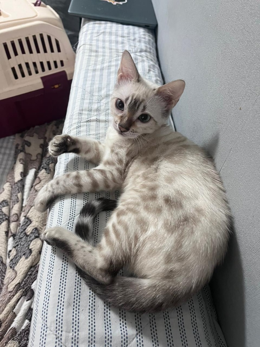 Сноу ищет свой дом)