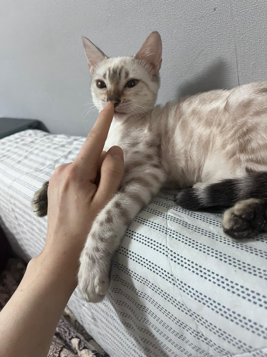 Сноу обожает человека