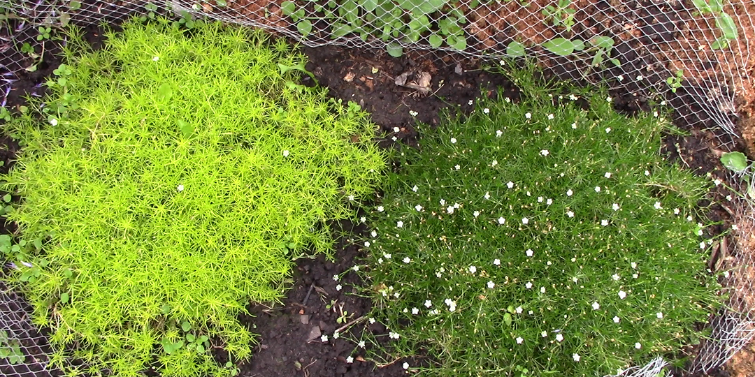 ГАЗОН, который НЕ НАДО СТРИЧЬ, Ирландский мох или Мшанка