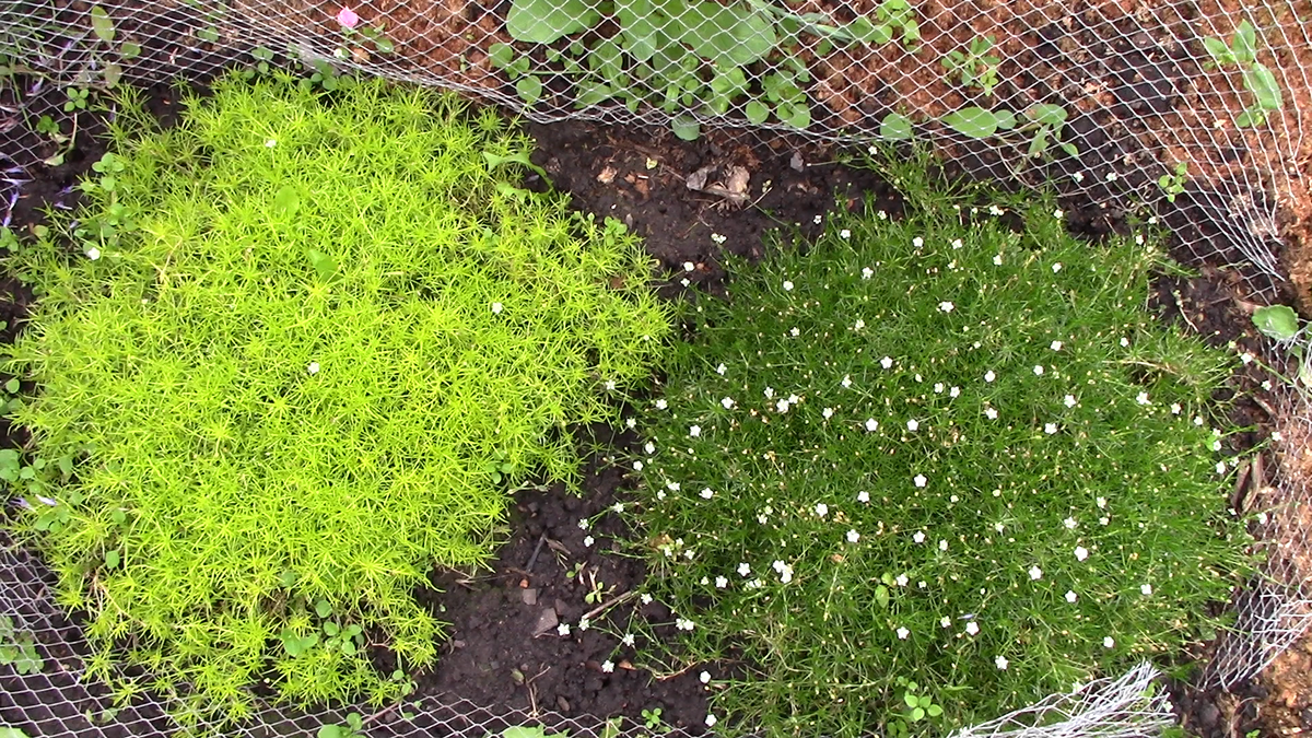 Фото автора Мшанка, первый год.