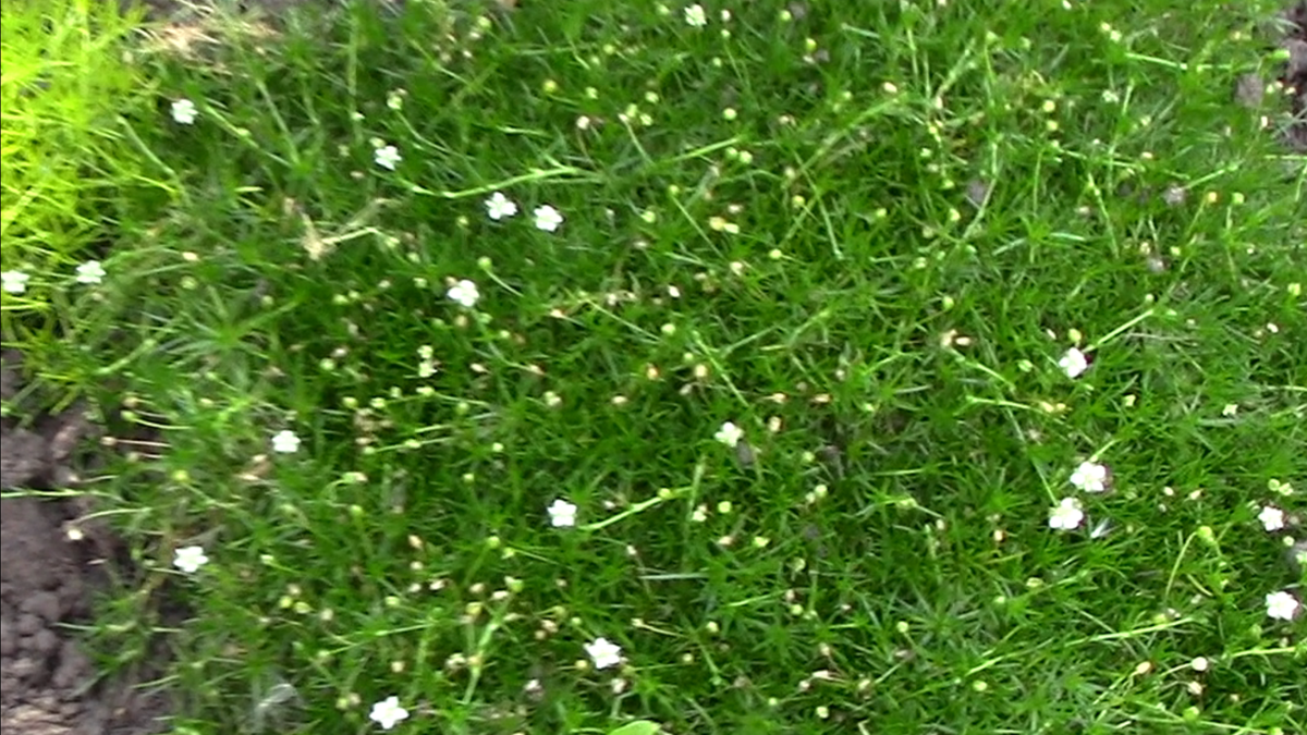 Фото автора. Мщанка цветет0