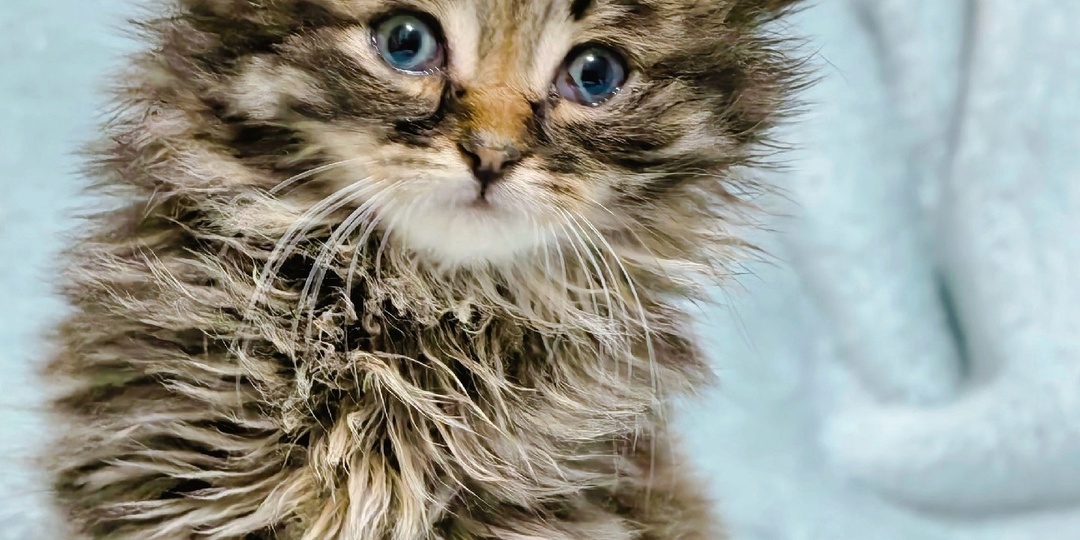 Как я пропустила чумку у котят: 5 мифов, в которые опасно верить