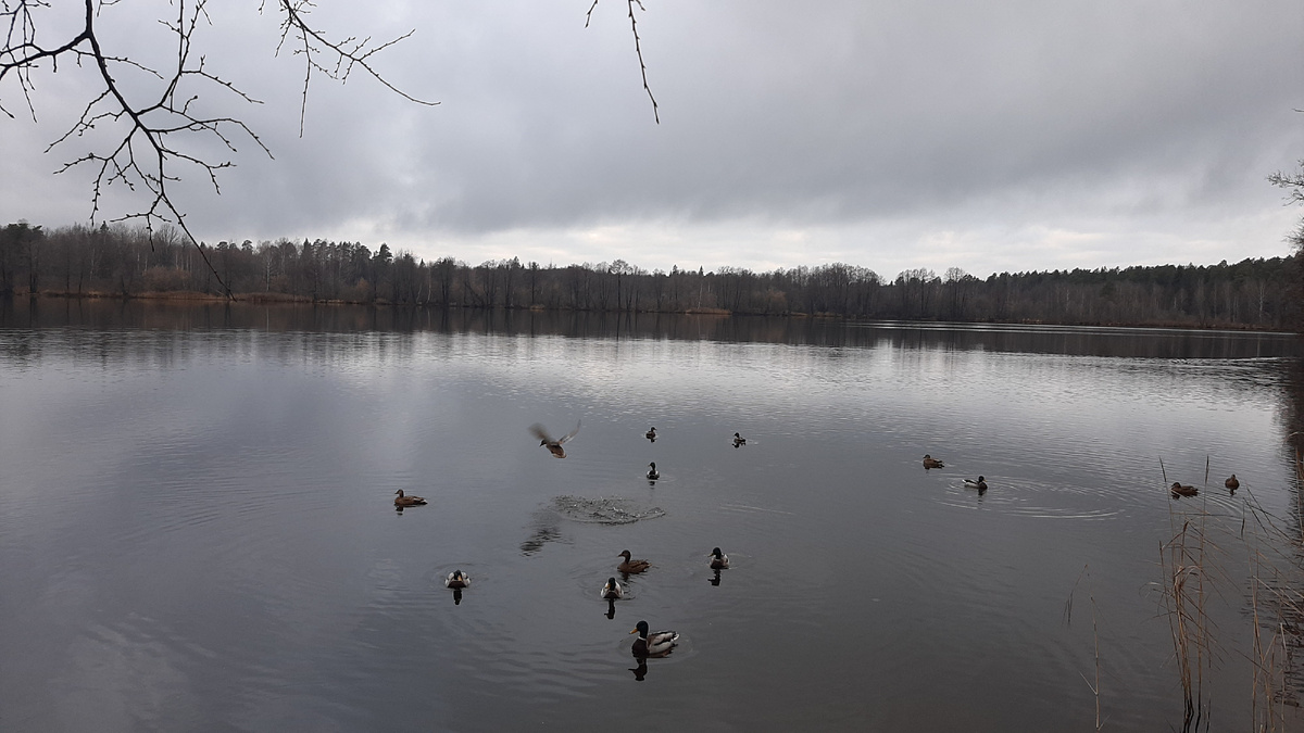 утки на озере