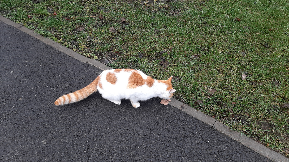 кот обедает