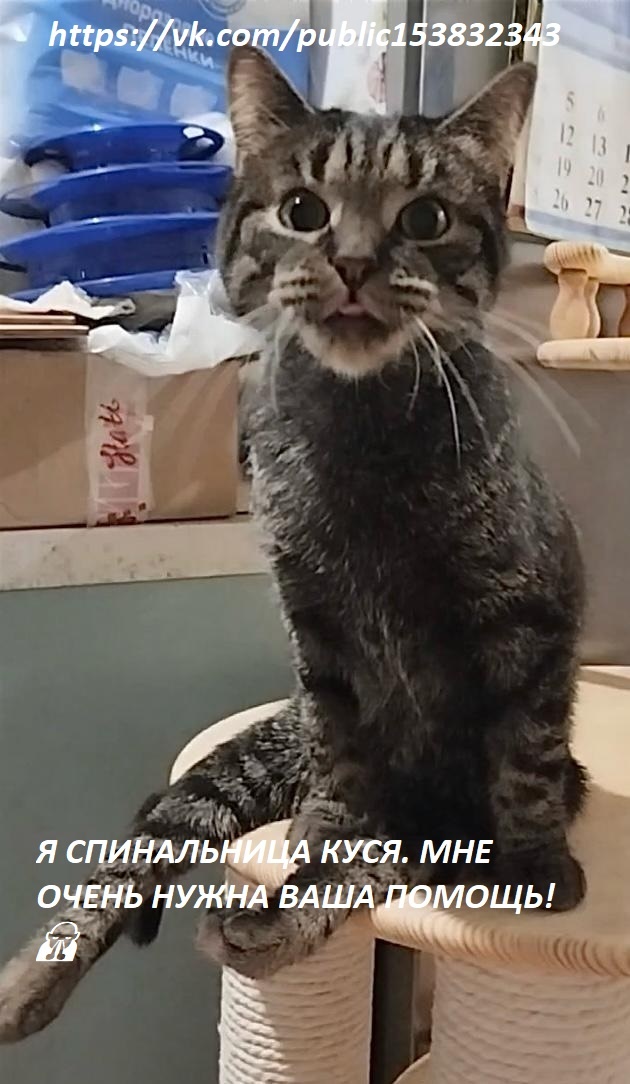 Куся умоляет всех о помощи