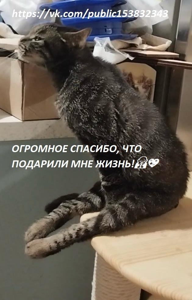 Куся наслаждается воздухом)