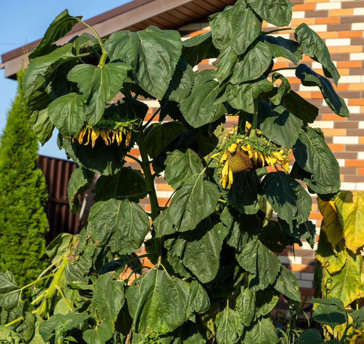 07 09 2025, Все фото, как и всегда - Авторские